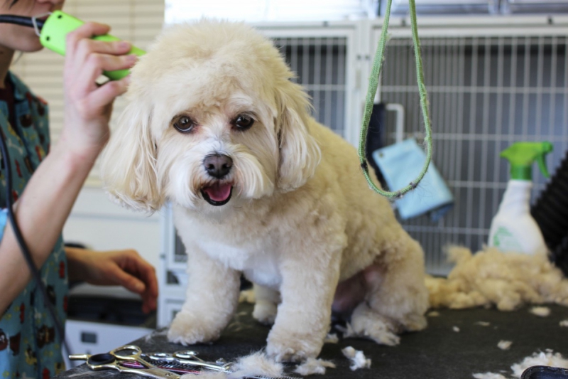 veterinaire-TOUET SUR VAR-min_white_dog_grooming_pet_pet_grooming_salon_groomer_fur-678977
